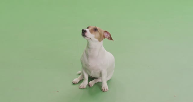 Chromakey dog sitting