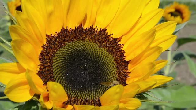 Bee collect pollen