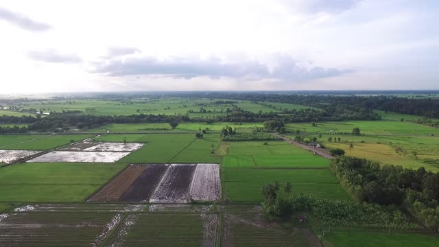 Country side rice fields nature
