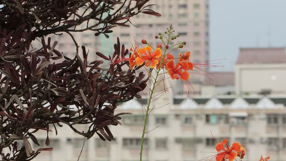 On the top floor breeze sky garden