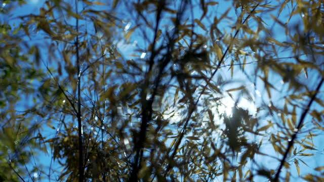 Plant sunlight blue s