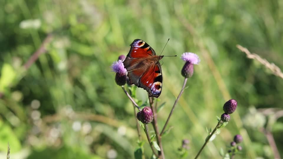 Butterfly swallowtail insect