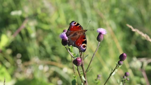 Butterfly swallowtail insect