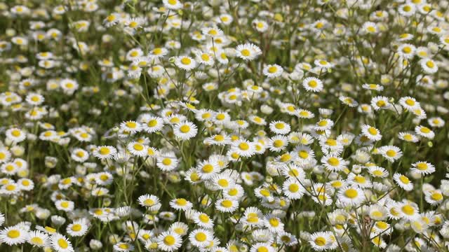 Daisy meadow summer
