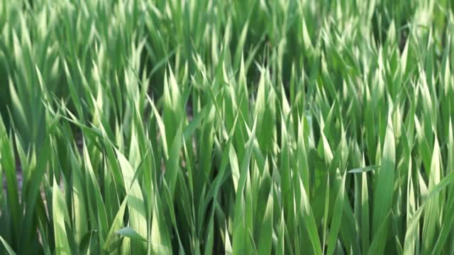 Grass green meadow