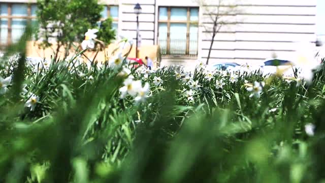 Flowers wind storm