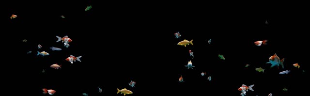 Fish tank fish exotic