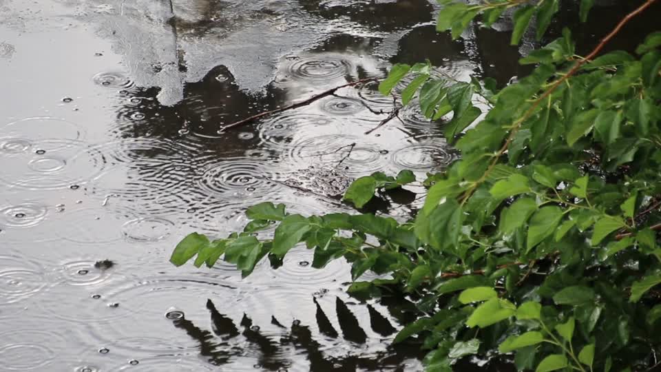 The rain drops nature