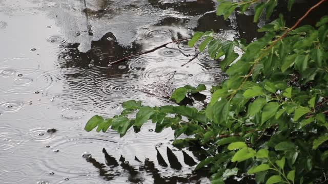 The rain drops nature