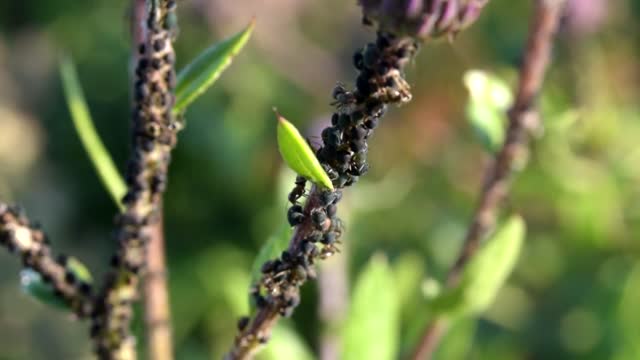 Macro insects ants