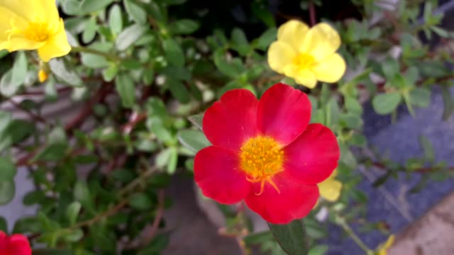 Flower red garden