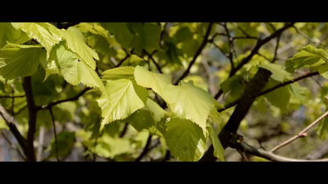 Nature forest green