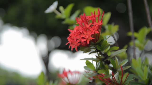 Flower red nature