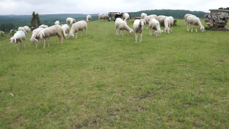 Sheep meadow field