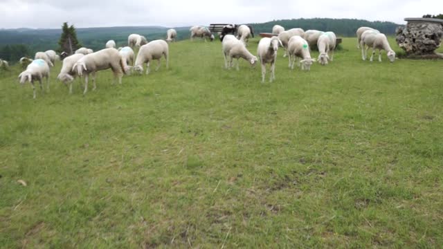 Sheep meadow field