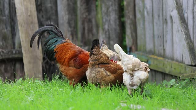 Rooster chicken village