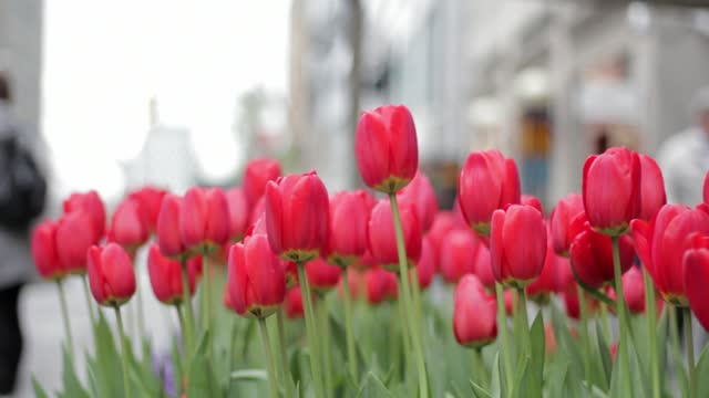 Tulips flowers red