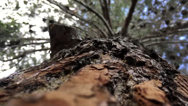 Tree bark tree bark