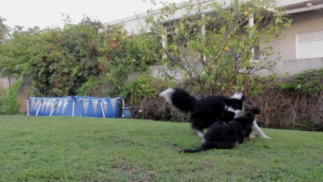 Dogs playing two