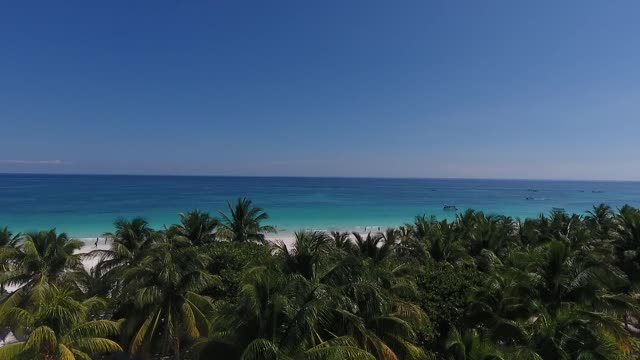 Sea palm trees drone flight