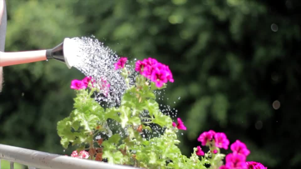 Watering can ewer watering