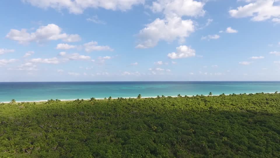 Shore forest beach