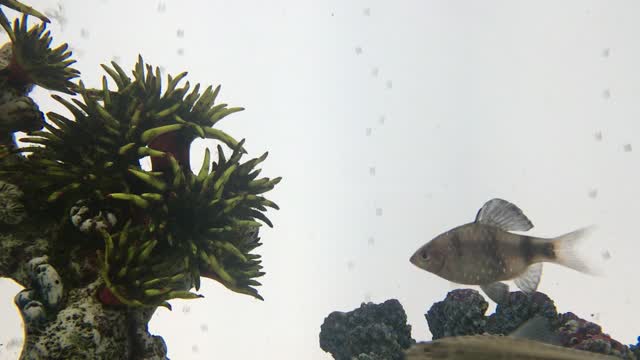 Fish tank fish aquarium