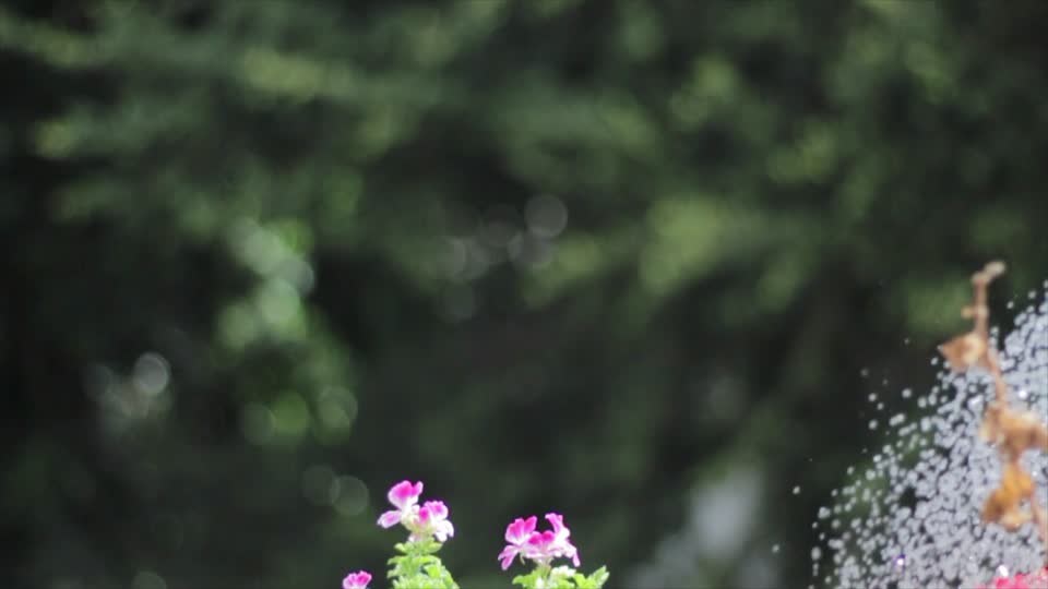 Watering watering can ewer