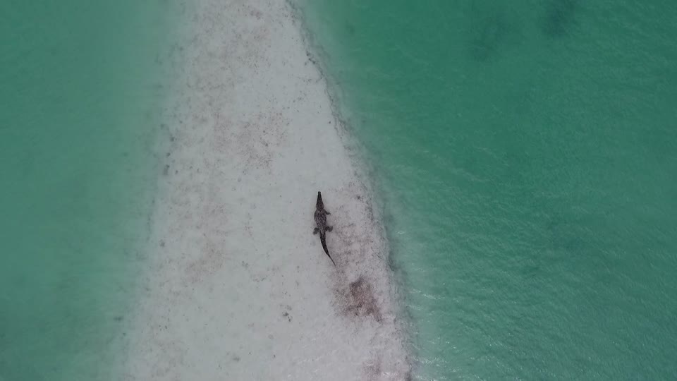 Crocodile beach animal