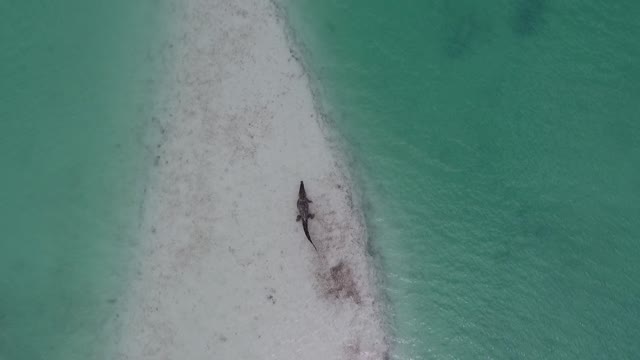 Crocodile beach animal