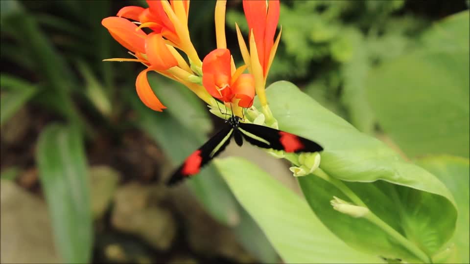 Butterfly summer insect