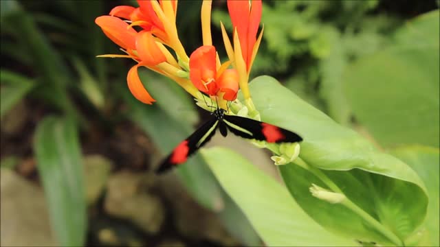 Butterfly summer insect