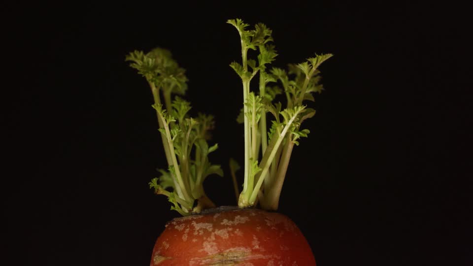 Carrot plant gardening