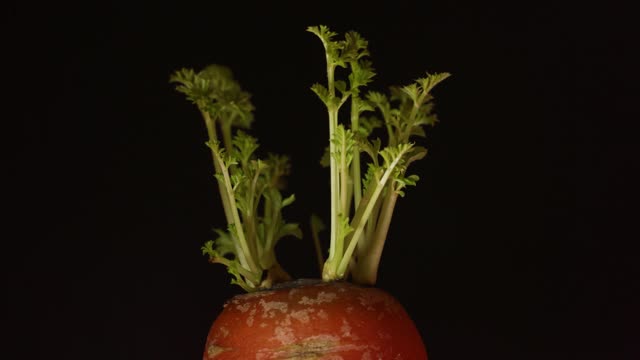 Carrot plant gardening