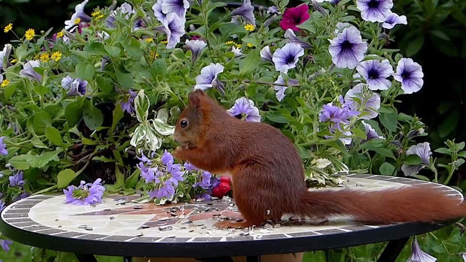 Animal mammal squirrel