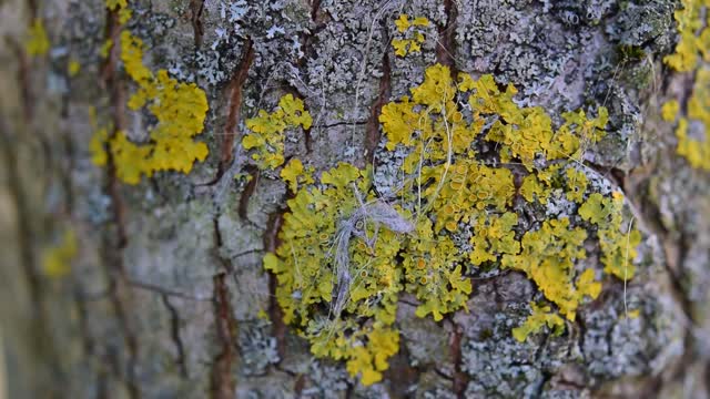 Ants tree bark