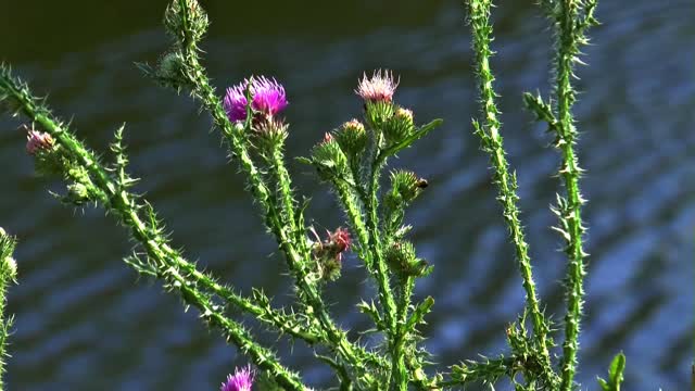 Milk thistle river summer