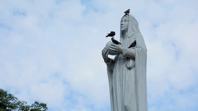 Dove sky bird