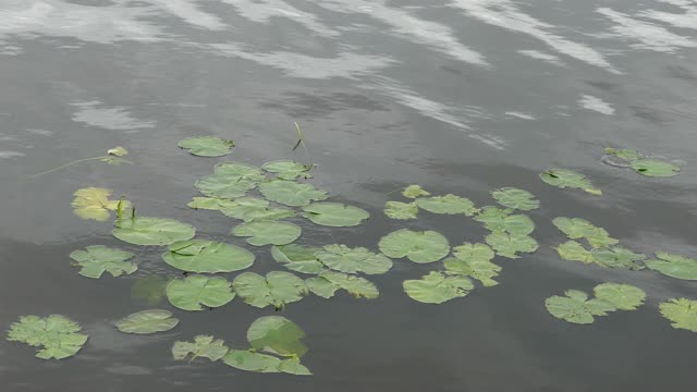 Lake water lilies