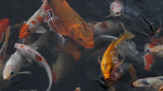 Fish koi japan