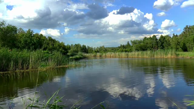 Summer river nature