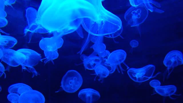 Jellyfish tank water