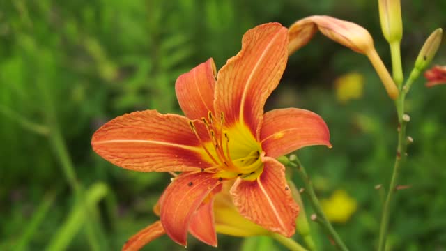 Garden flower blossom