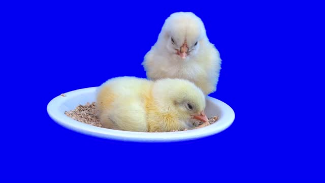 Chick eggs baby