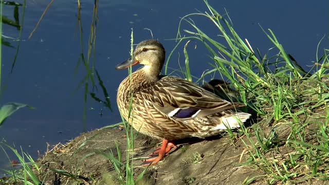 Lake duck summer