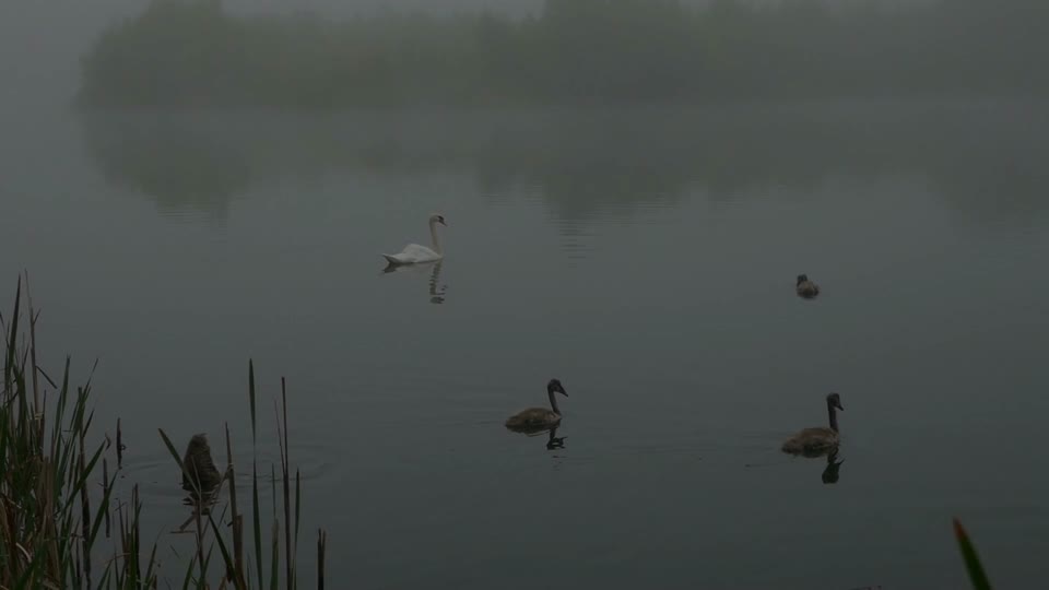 Swans nature landscape