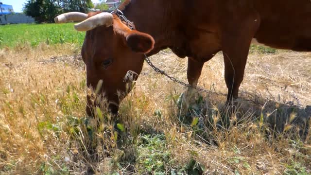 A red-haired cow cow graze