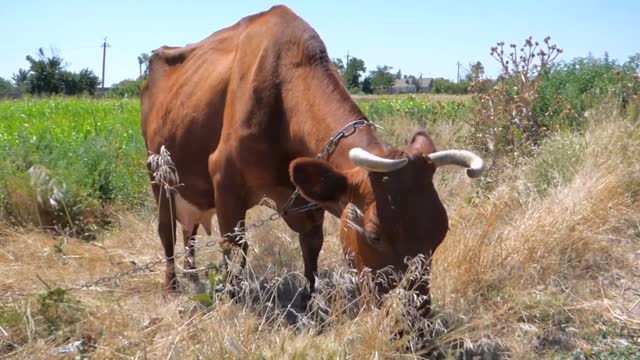 A red-haired cow cow graze