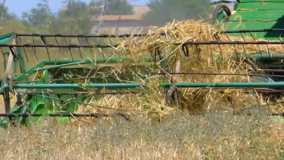 Harvester tractor in field harvests tractor
