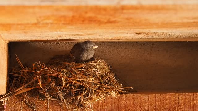 Bird chick nest